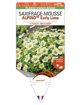 SAXIFRAGA x arendsii ALPINOTM Early Lime voir Saxifrage-Mousse