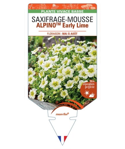 SAXIFRAGA x arendsii ALPINOTM Early Lime voir Saxifrage-Mousse