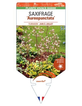 SAXIFRAGA x urbium Aureopunctata voir Saxifrage