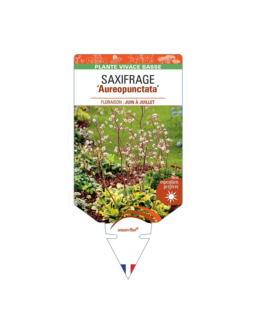 SAXIFRAGA x urbium Aureopunctata voir Saxifrage