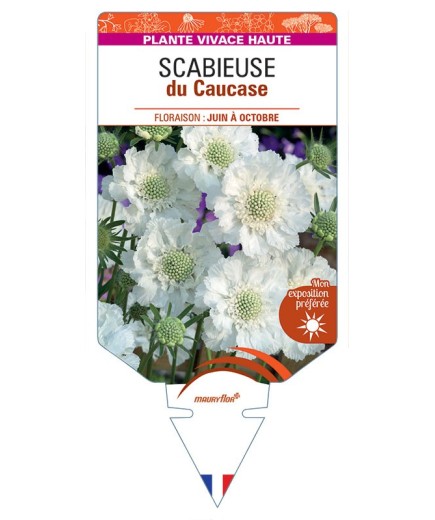 SCABIOSA CAUCASICA voir Scabieuse du Caucase (blanc)