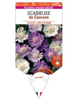 SCABIOSA CAUCASICA voir Scabieuse du Caucase (varié)