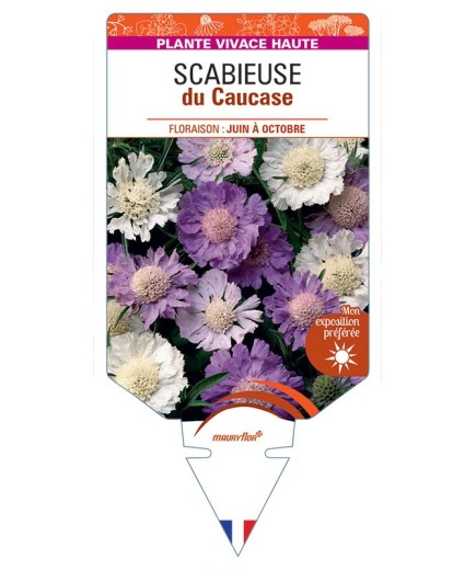 SCABIOSA CAUCASICA voir Scabieuse du Caucase (varié)
