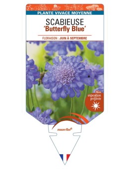 SCABIOSA columbaria Butterfly Blue voir Scabieuse