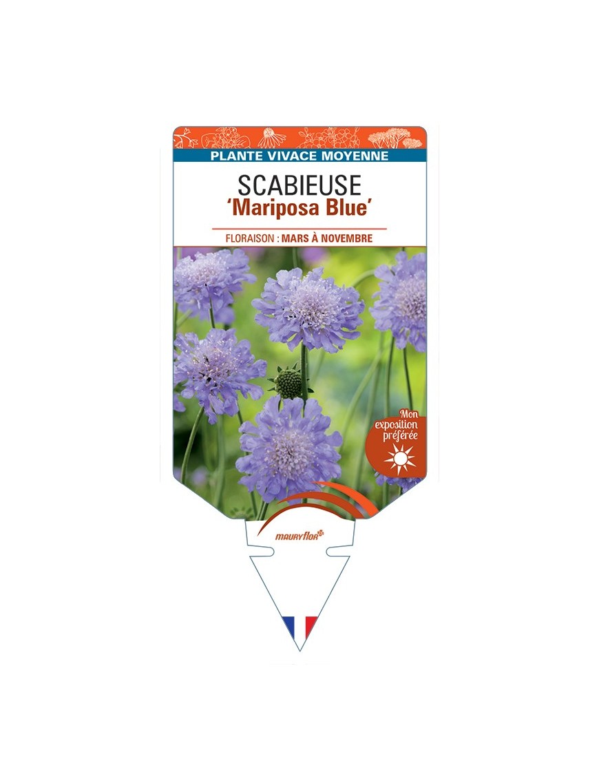 SCABIOSA columbaria Mariposa Blue voir Scabieuse