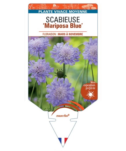 SCABIOSA columbaria Mariposa Blue voir Scabieuse
