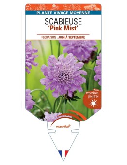 SCABIOSA columbaria Pink Mist voir Scabieuse