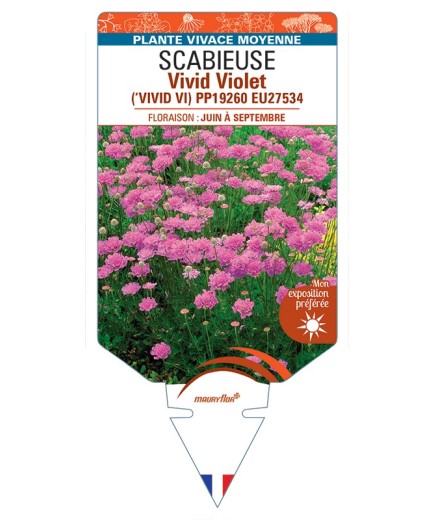 SCABIOSA columbaria Vivid Violet voir Scabieuse