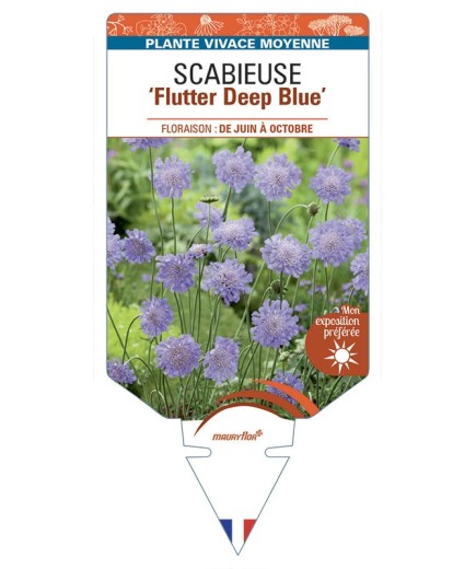 SCABIOSA Flutter Deep Blue voir Scabieuse