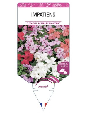 IMPATIENS (varié)