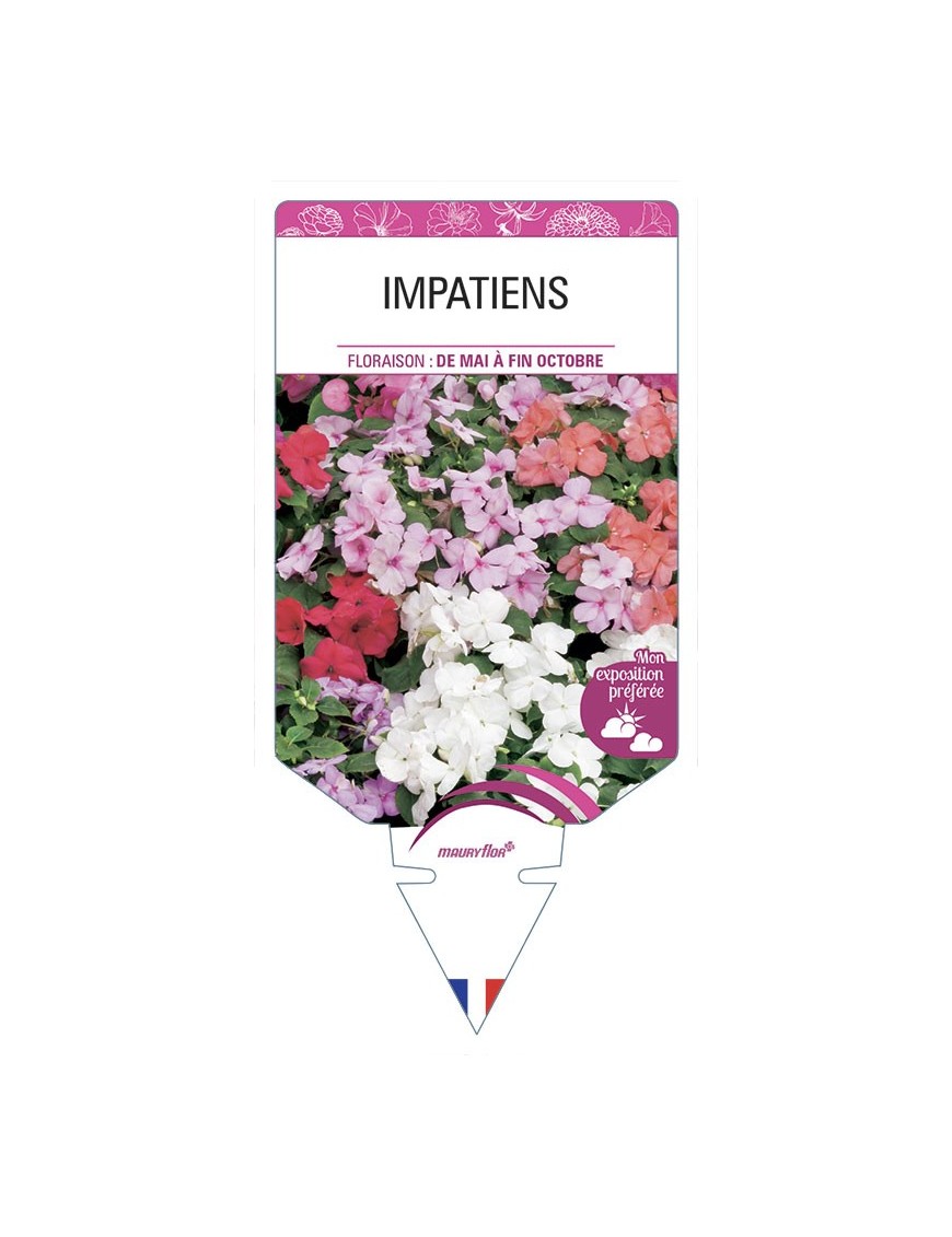 IMPATIENS (varié)