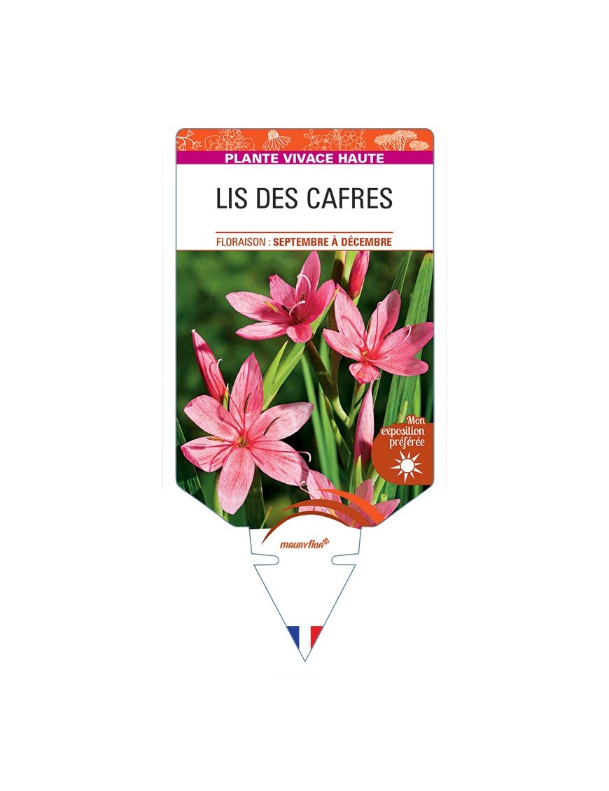 SCHIZOSTYLIS coccinea voir Lis des Cafres (rose)