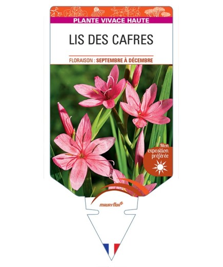 SCHIZOSTYLIS coccinea voir Lis des Cafres (rose)