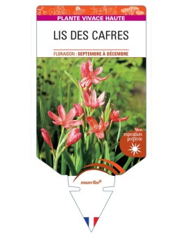 SCHIZOSTYLIS coccinea voir Lis des Cafres (rouge)