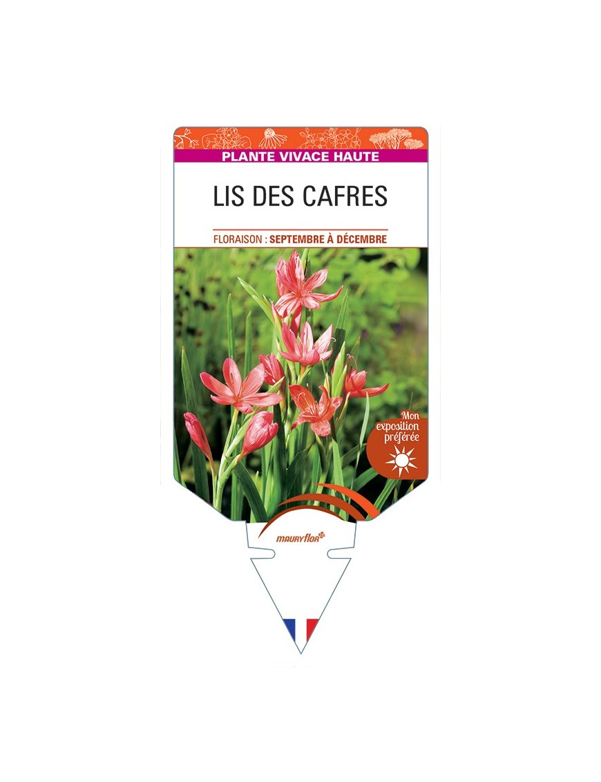 SCHIZOSTYLIS coccinea voir Lis des Cafres (rouge)