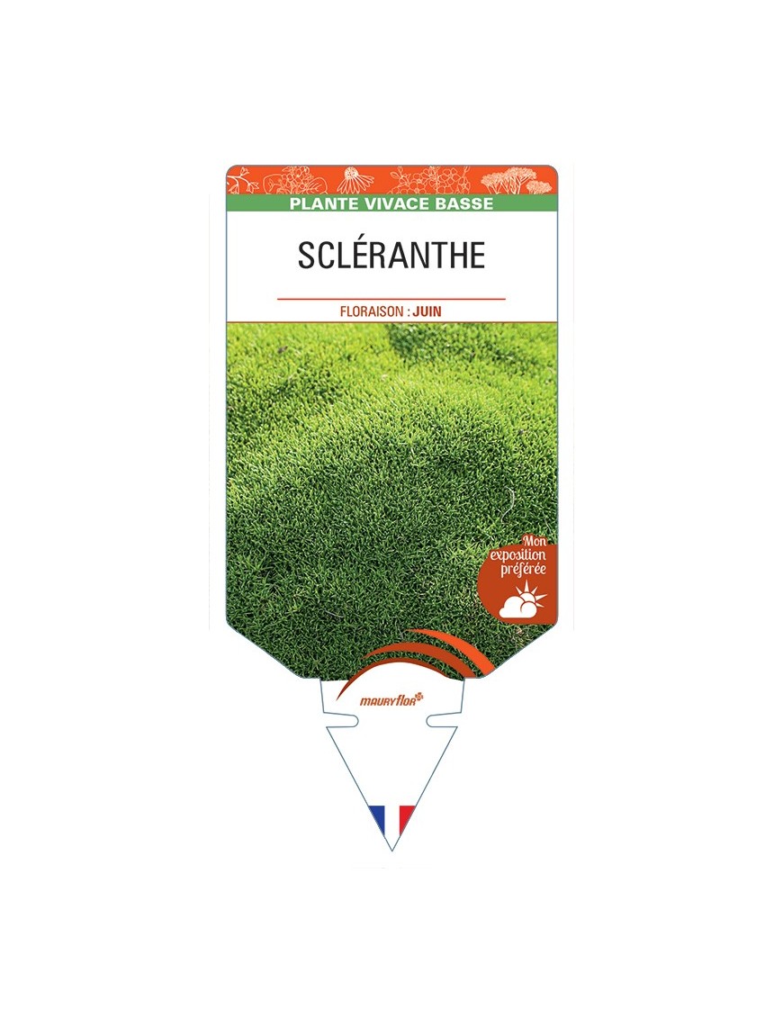 SCLERANTHUS uniflorus voir Scléranthe