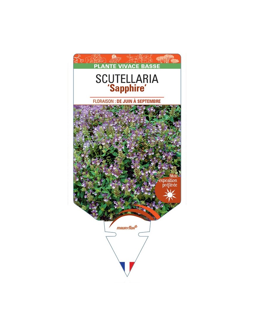 SCUTELLARIA Sapphire