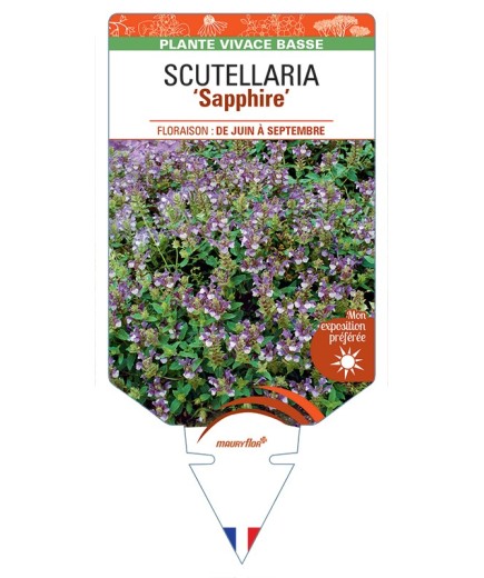 SCUTELLARIA Sapphire