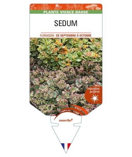 SEDUM