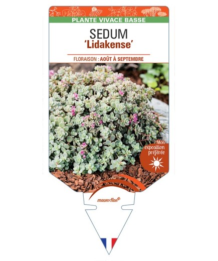SEDUM (cauticola) Lidakense