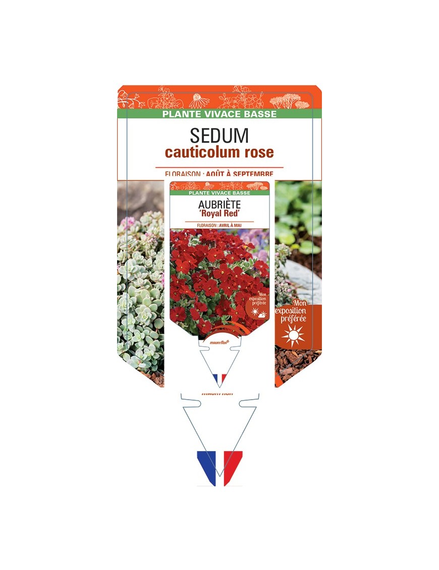 SEDUM (cauticolum) Rose