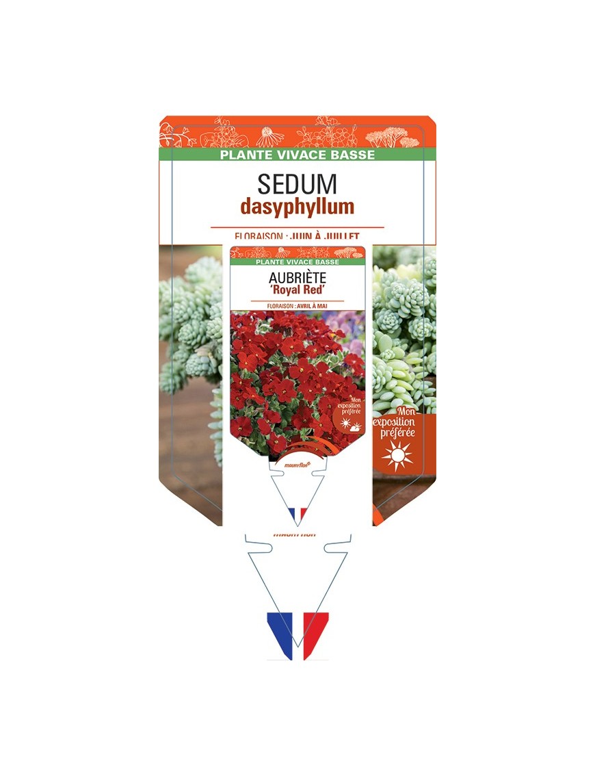 SEDUM DASYPHYLLUM