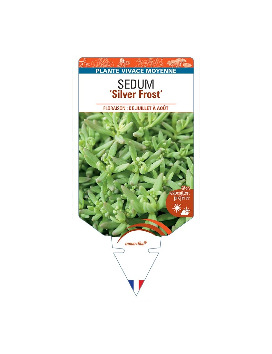 SEDUM (nevii) Silver Frost