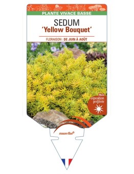 SEDUM (reflexum) Yellow Bouquet
