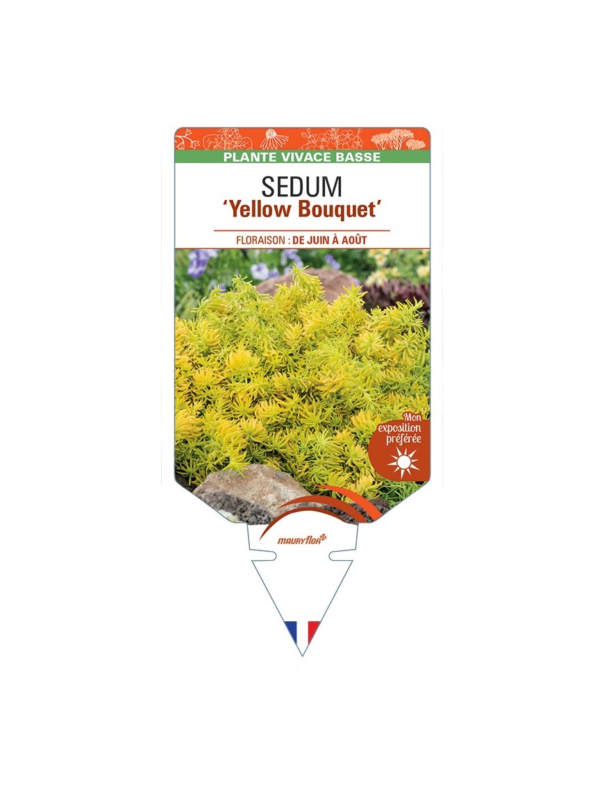 SEDUM (reflexum) Yellow Bouquet