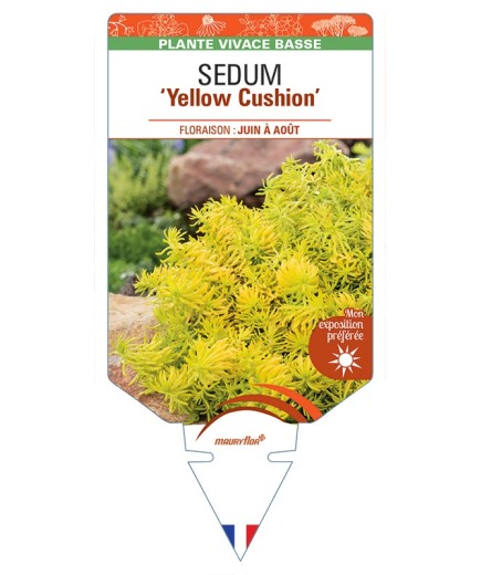 SEDUM (reflexum) Yellow Cushion