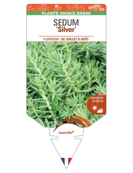 SEDUM (sediforme) Silver