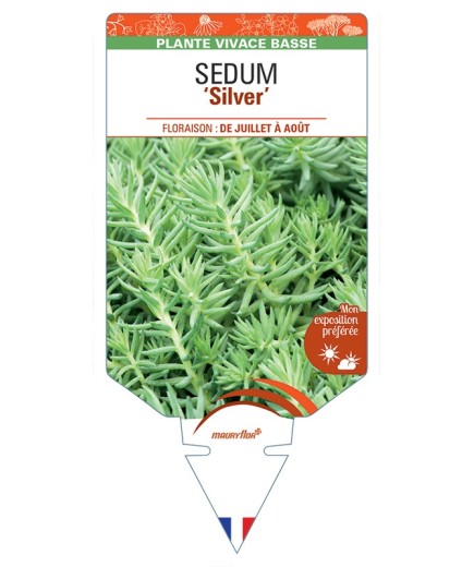 SEDUM (sediforme) Silver