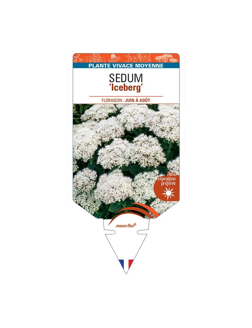 SEDUM (spectabile) Iceberg