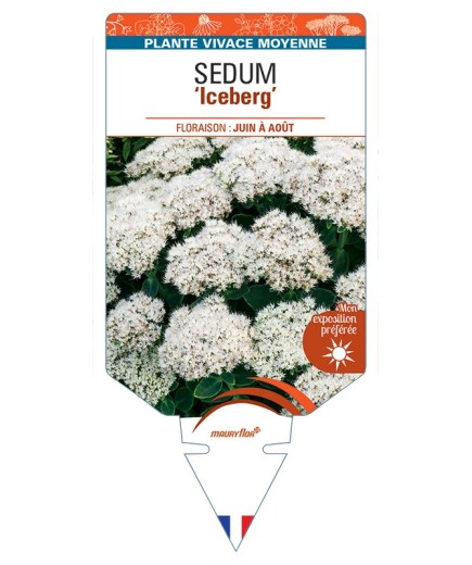 SEDUM (spectabile) Iceberg