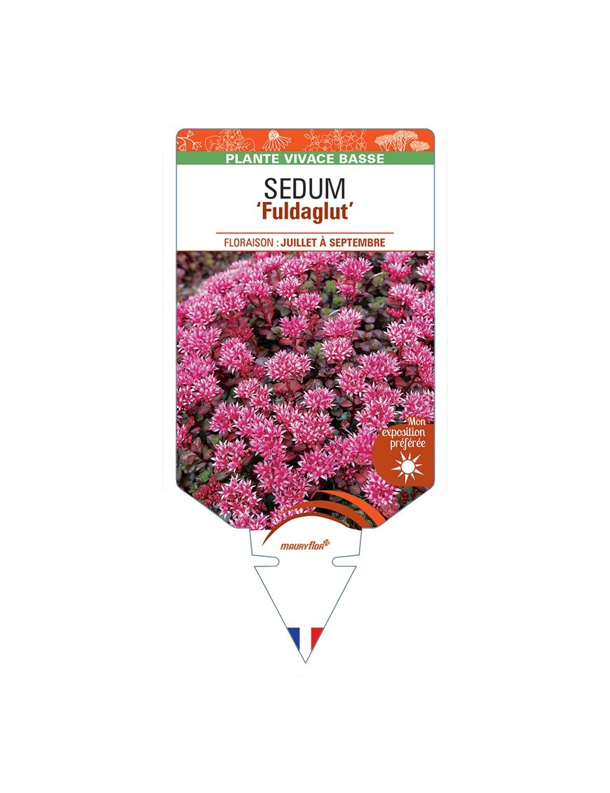 SEDUM (spurium) Fuldaglut