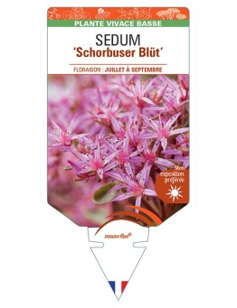 SEDUM (spurium) Schorbuser Blüt