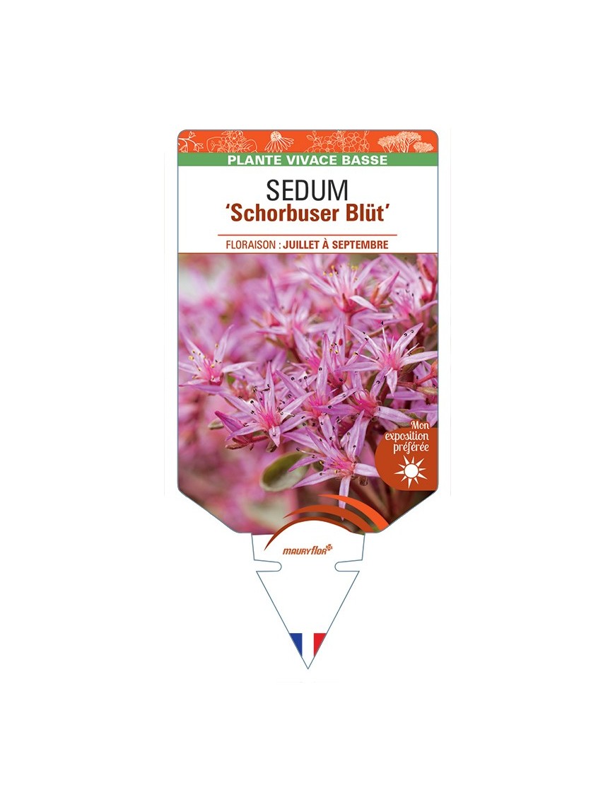 SEDUM (spurium) Schorbuser Blüt