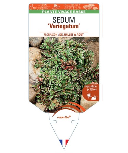 SEDUM (spurium) Variegatum