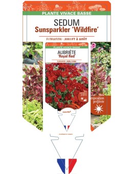 SEDUM SUNSPARKLER 'Wildfire'