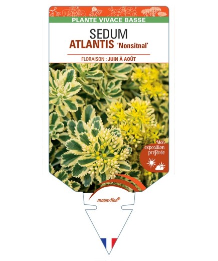 SEDUM (takesimense) ATLANTIS Nonsitnal