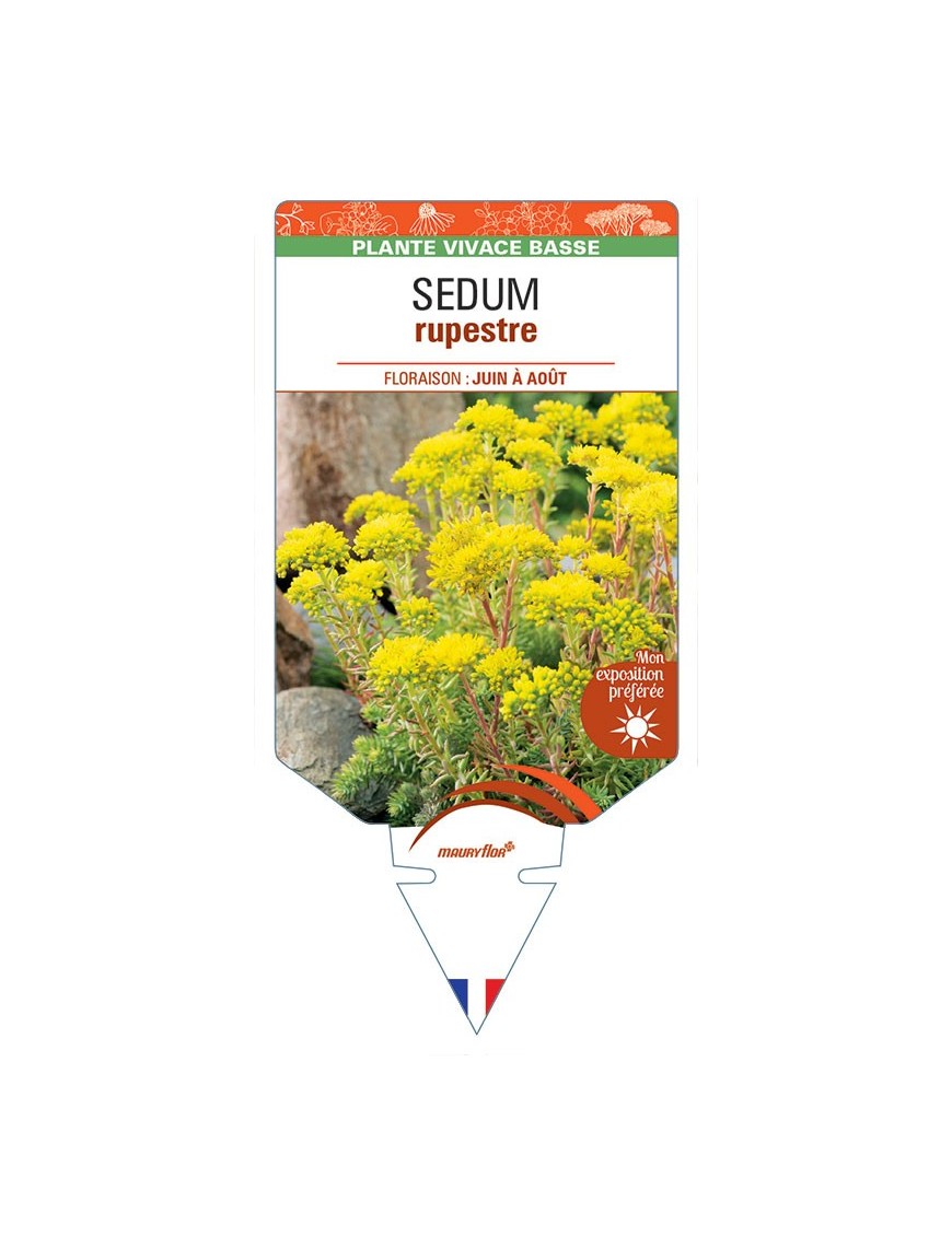 SEDUM rupestre (jaune) *