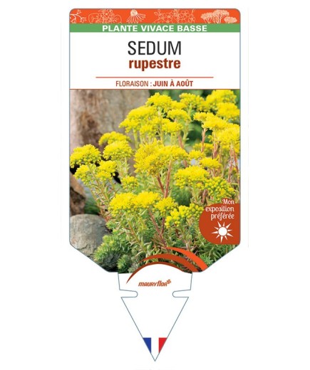 SEDUM rupestre (jaune) *
