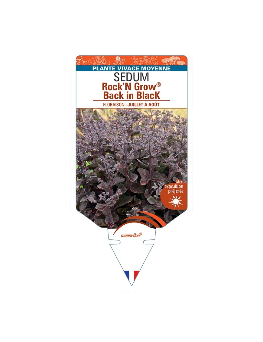 SEDUM (telephium) Rock‘N Grow® Back in Black