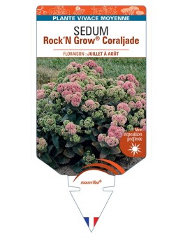SEDUM (telephium) Rock‘N Grow® Coraljade