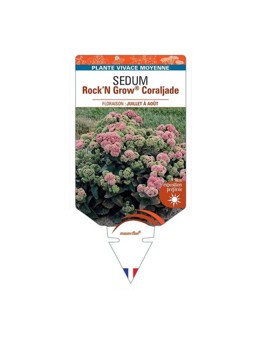 SEDUM (telephium) Rock‘N Grow® Coraljade