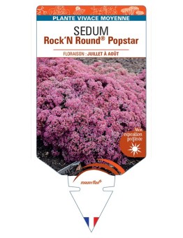 SEDUM (telephium) Rock‘N Round® Popstar
