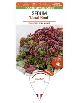 SEDUM (tetractinum) Coral Reef