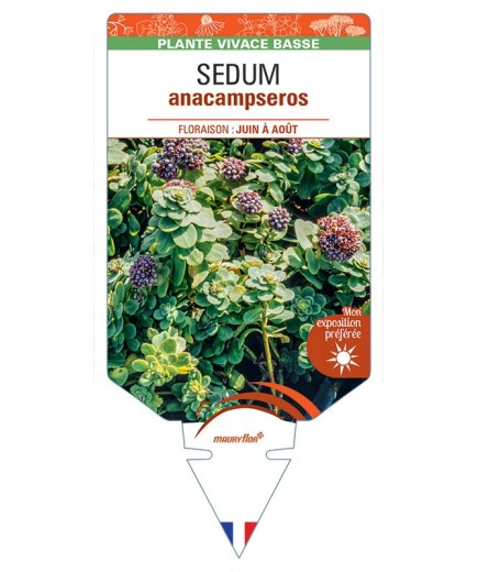 SEDUM ANACAMPSEROS (Orpin des infidèles)