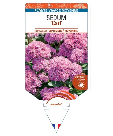 SEDUM Carl