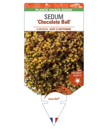 SEDUM Chocolate Ball